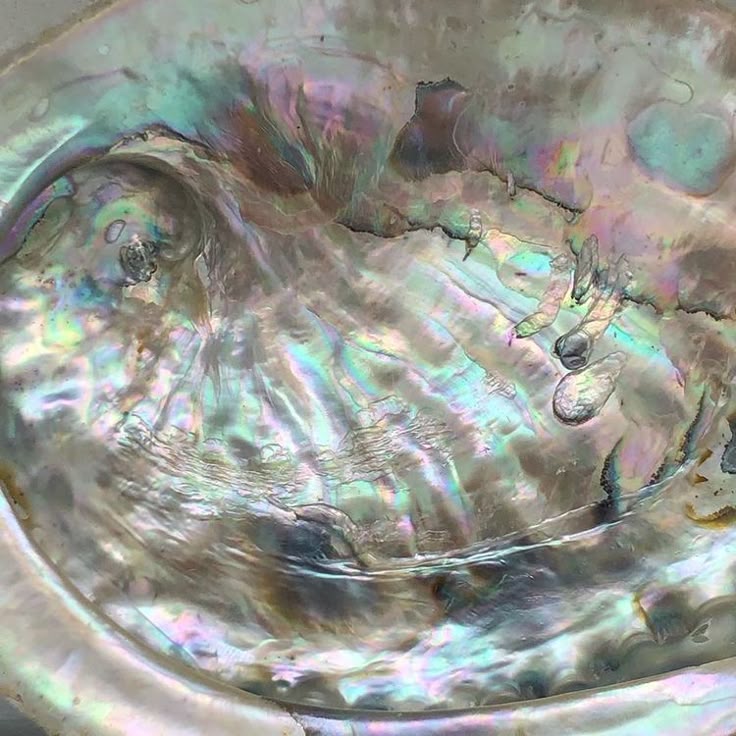 Abalone Shell | Of the Sea | Soy Wax Candle