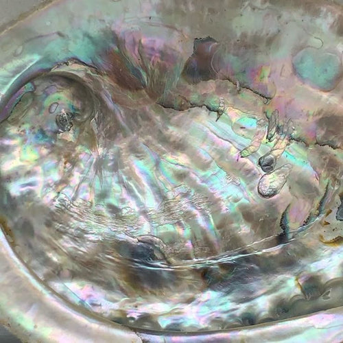 Abalone Shell | Of the Sea | Soy Wax Candle